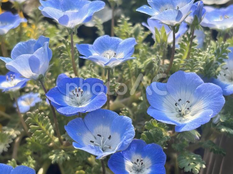 青のネモフィラの花 ネモフィラ,青,ブルーの写真素材