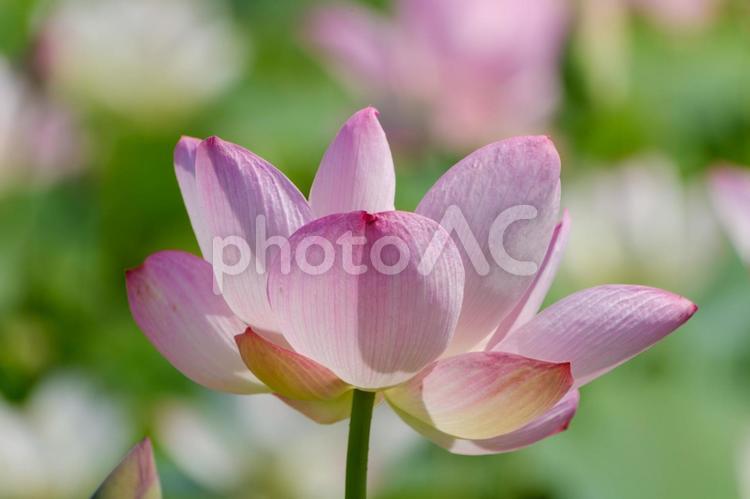 淡い光に包まれた美しい蓮の花 蓮,花,花びらの写真素材