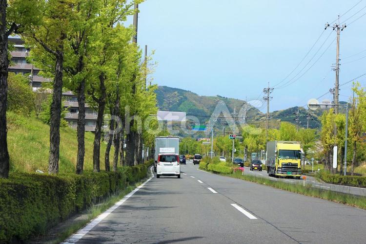 街路樹　春 街路樹,並木道,並木の写真素材