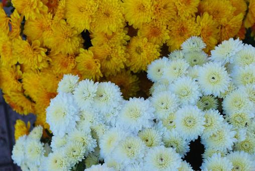 二色の菊　黄色・白 菊,秋,黄色の写真素材