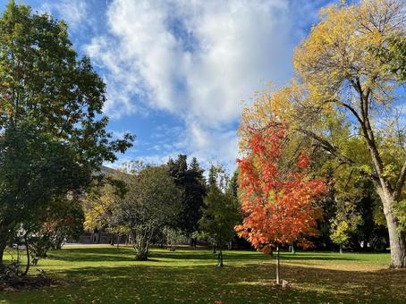 秋晴れのカナダの公園 秋晴れのカナダの公園の写真