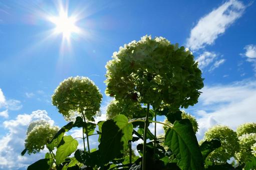 Photo, sunny day, natural, hokkaido, 