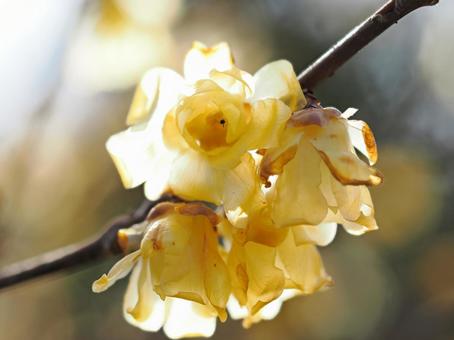美しい花 美しい花の写真