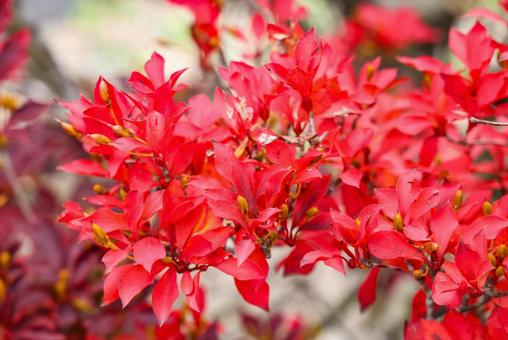 紅葉したドウダンツツジ　クローズアップの写真