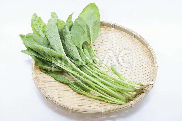 やわらっかほうれん草 やわらっかほうれん草,ほうれん草,野菜の写真素材