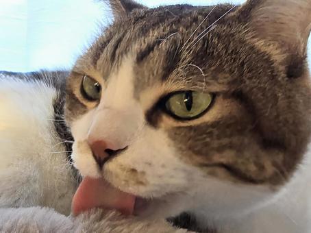 毛繕い中の猫の写真