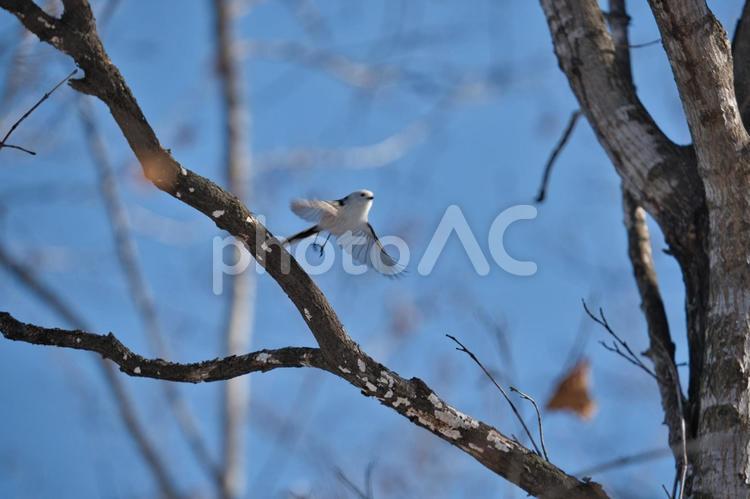 シマエナガ シマエナガ,カワイイ,鳥の写真素材