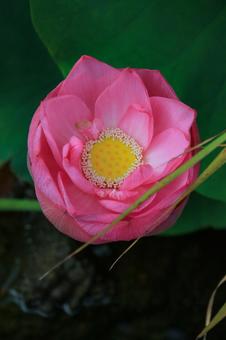 lotus, JPG