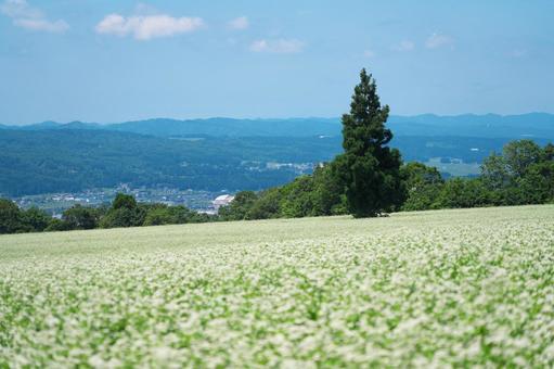 そば畑の丘 そば畑の丘 そば畑,そば,蕎麦の写真素材
