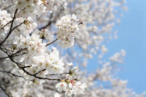 桜03 桜03の写真
