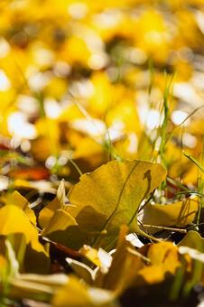 逆光に輝く銀杏と緑の草のコントラスト 銀杏,イチョウ,黄葉の写真素材