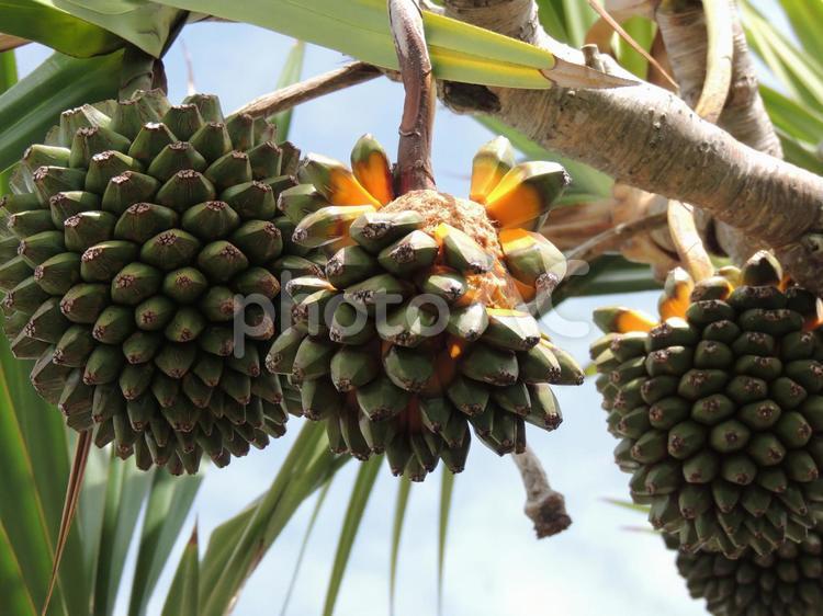 タコノキの実（Okinawa） タコノキ,実,観葉植物の写真素材
