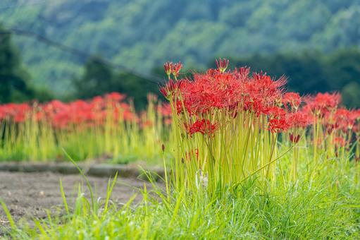 佐賀-【江里山の棚田の彼岸花】 佐賀-【江里山の棚田の彼岸花】 佐賀,江里山,棚田の写真素材