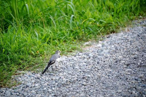 A Japanese Wagtail standing on a path, JPG A Japanese Wagtail standing on a path, JPG