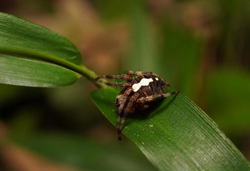 ヤマシロオニグモ　セジロ型 ヤマシロオニグモ,クモ,擬態の写真素材