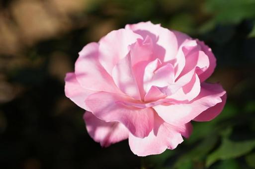 薔薇と日差し 薔薇と日差しの写真