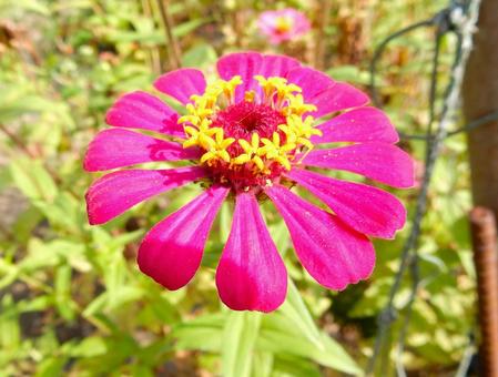 【花の写真】 ヒャクニチソウ（百日草）の写真