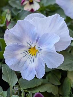 パンジーの花 3の写真