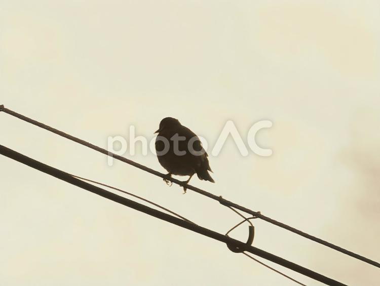電線に留まるヒヨドリ ヒヨドリ,電線,野鳥の写真素材