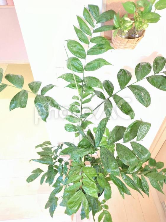 大型観葉植物コーセーチャメドレア10号鉢 大型観葉植物,リビング,観葉植物の写真素材