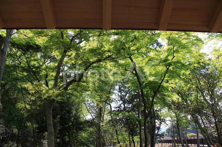 光と新緑と木製建築 新緑,春,散歩の写真素材