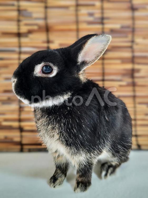 黒うさぎと簾 うさぎ,ウサギ,ペットの写真素材
