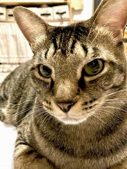 カメラを覗き込む猫ちゃん カメラを覗き込む猫ちゃん 猫,家猫,保護猫の写真素材