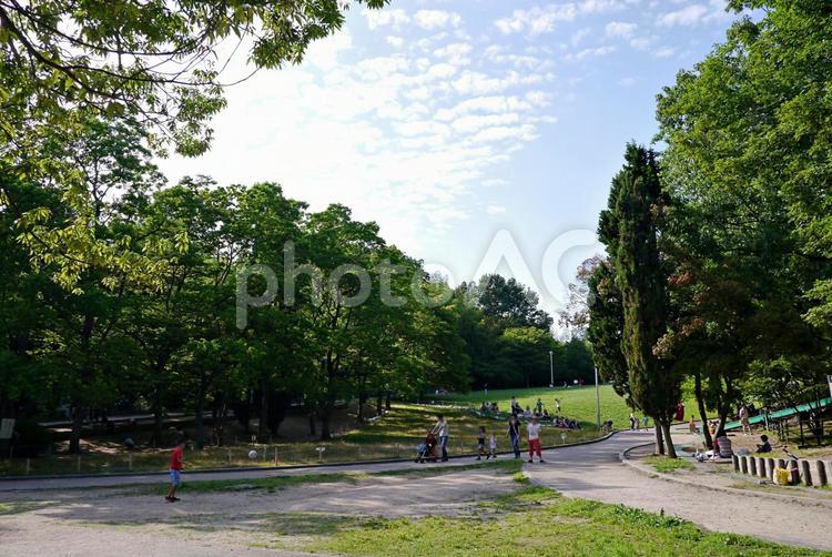 夏の公園風景 公園風景,夏,初夏の写真素材