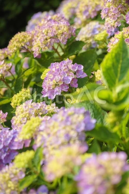 梅雨時期のあじさいの花 花,紫陽花,梅雨の写真素材