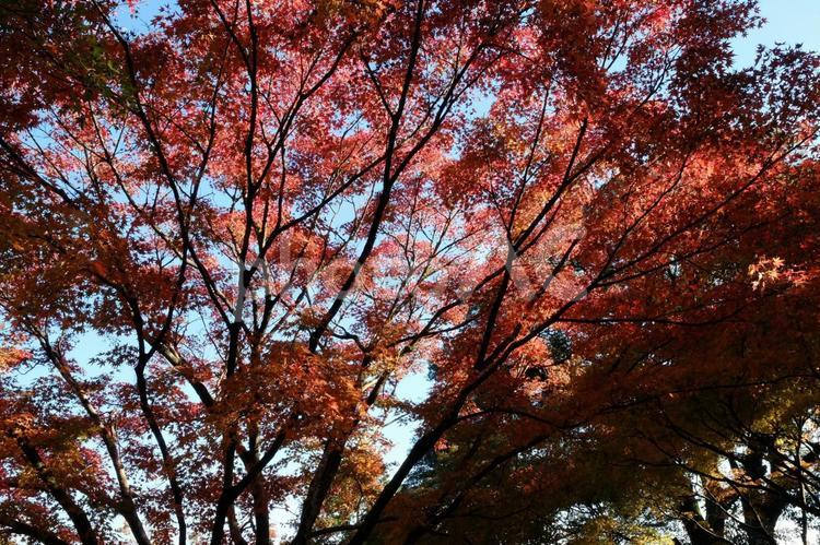 紅葉した鮮やかな木 秋,紅葉,鮮やかの写真素材