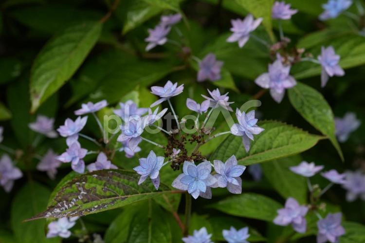 ヤマアジサイ（七段花） ヤマアジサイ,七段花,あじさいの写真素材