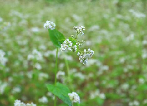 山間のそば畑 花咲く 山間のそば畑 花咲くの写真