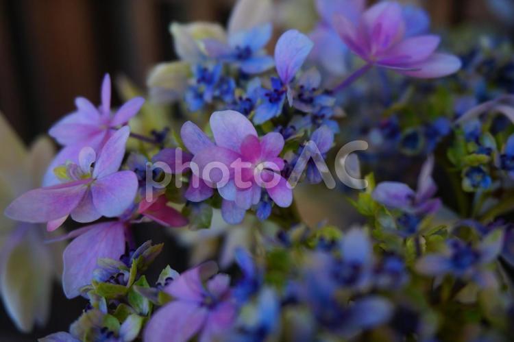紫陽花 アジサイ,紫陽花,梅雨の写真素材