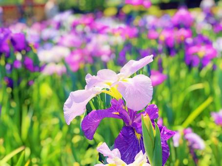 菖蒲 菖蒲の写真