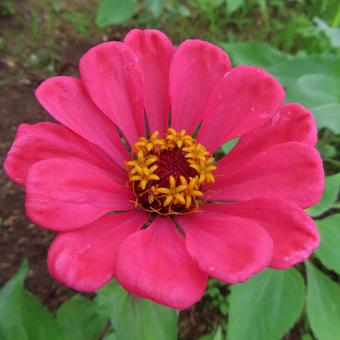 Zinnia elegans, JPG