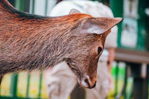 下に何か落ちていないかな 鹿,野生,動物の写真素材