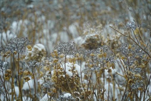 雪が積もった冬の紫陽花 アジサイ,雪,冬枯れの写真素材