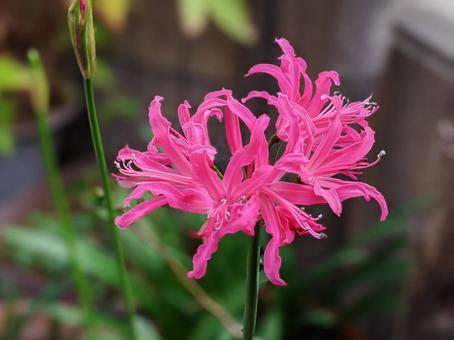 ネリネ・ダイヤモンドリリー 草花,クローズアップ,花弁の写真素材