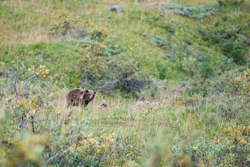 bear in alaska 熊,ベア,アラスカの写真素材