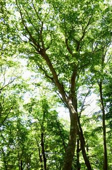 木洩れ日揺れる、盛夏の林にて1 木洩れ日揺れる、盛夏の林にて1の写真