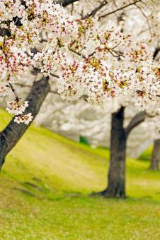 桜 桜の写真