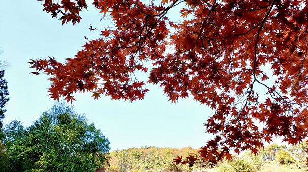 紅葉 紅葉の写真