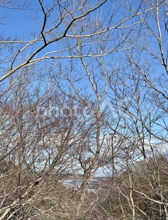 枯れ木の隙間から海を見る 枯れ木,植物,秋の写真素材