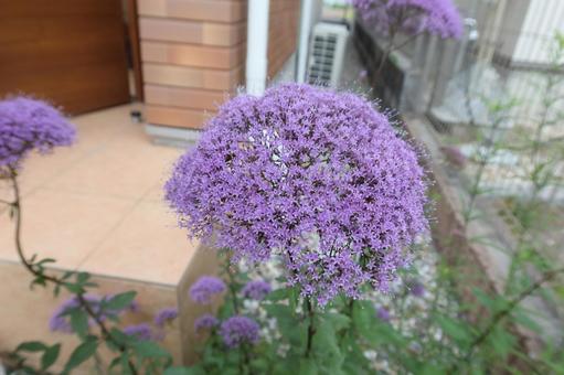Photo, giant onion (edible plant, allium cepa), purple, flower, 