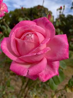 バラ 薔薇 花 バラ,薔薇,花の写真素材