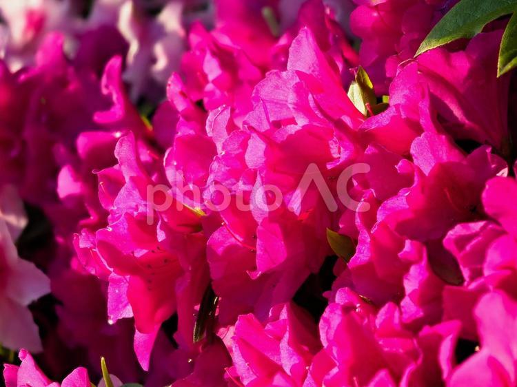 道路沿いに咲くツツジの花 ツツジ,躑躅,花の写真素材