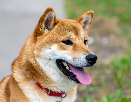 かわいい柴犬の写真 かわいい柴犬の写真の写真
