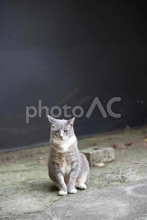 険しい顔で佇む猫 ネコ,ねこ,動物の写真素材