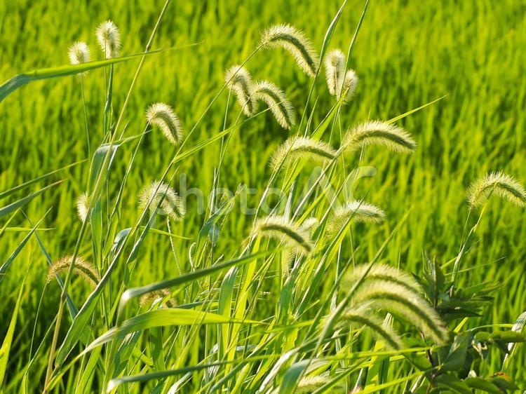 夏の夕暮れ、斜陽を浴びて輝くエノコログサ【緑】 エノコログサ,猫じゃらし,雑草の写真素材