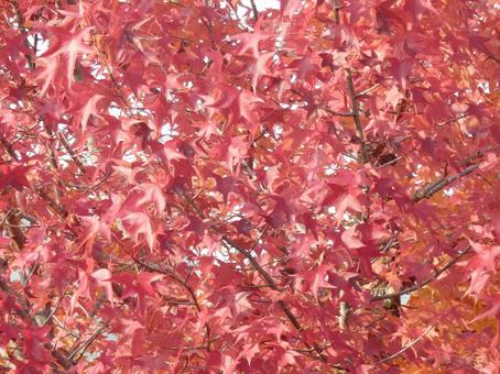 【紅葉写真】美しい紅葉 紅葉,自然,風景の写真素材